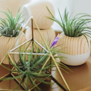 Mystical Warrior Spirit